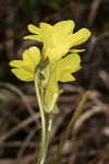 Yellow butterwort